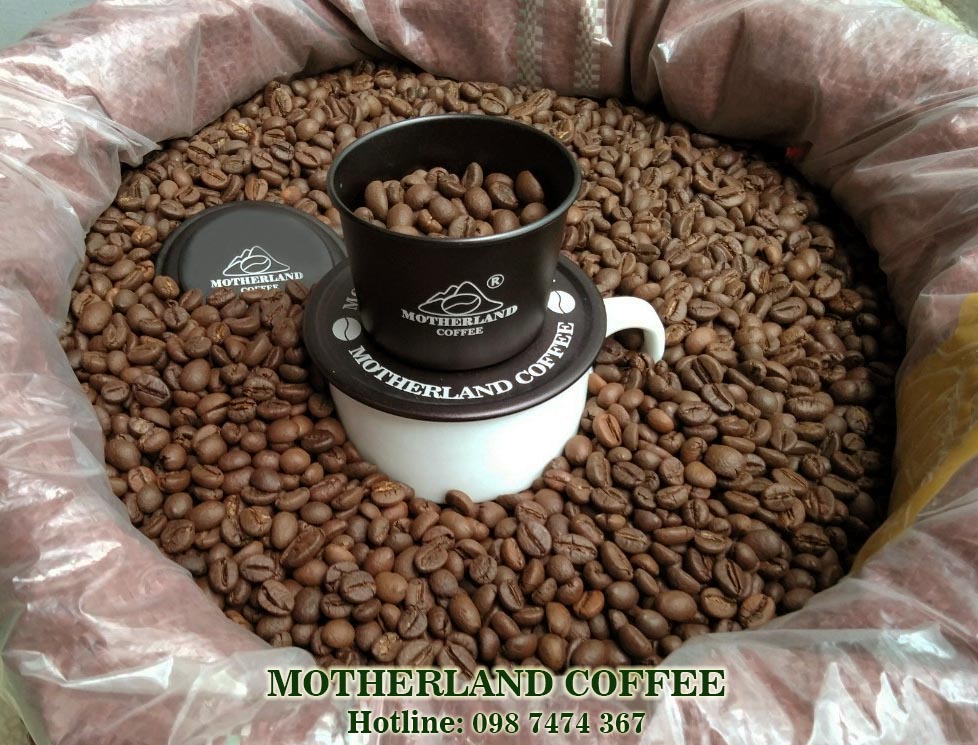 cung cấp cà phê nhân robusta buôn ma thuột đắk lak hạt đẹp sàn 18 rang mộc