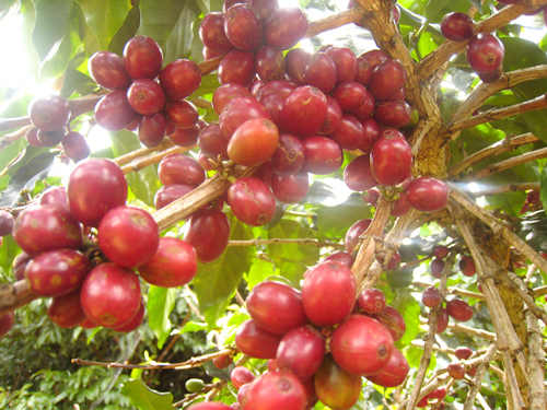 dòng cà phê hạt robusta rang bơ giá sỉ cho quán và đại lý trái chín
