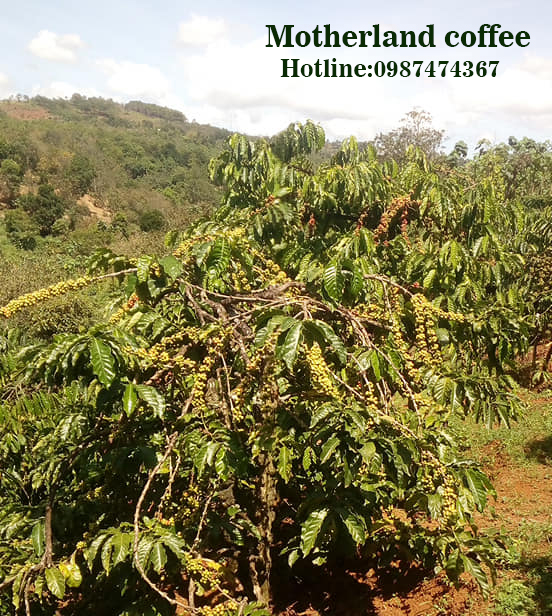 mùa thu hoạch cà phê robusta