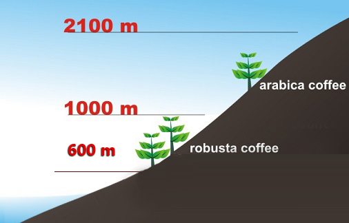 cà phê arabica là gì - độ cao trồng cà phê trên 1000m