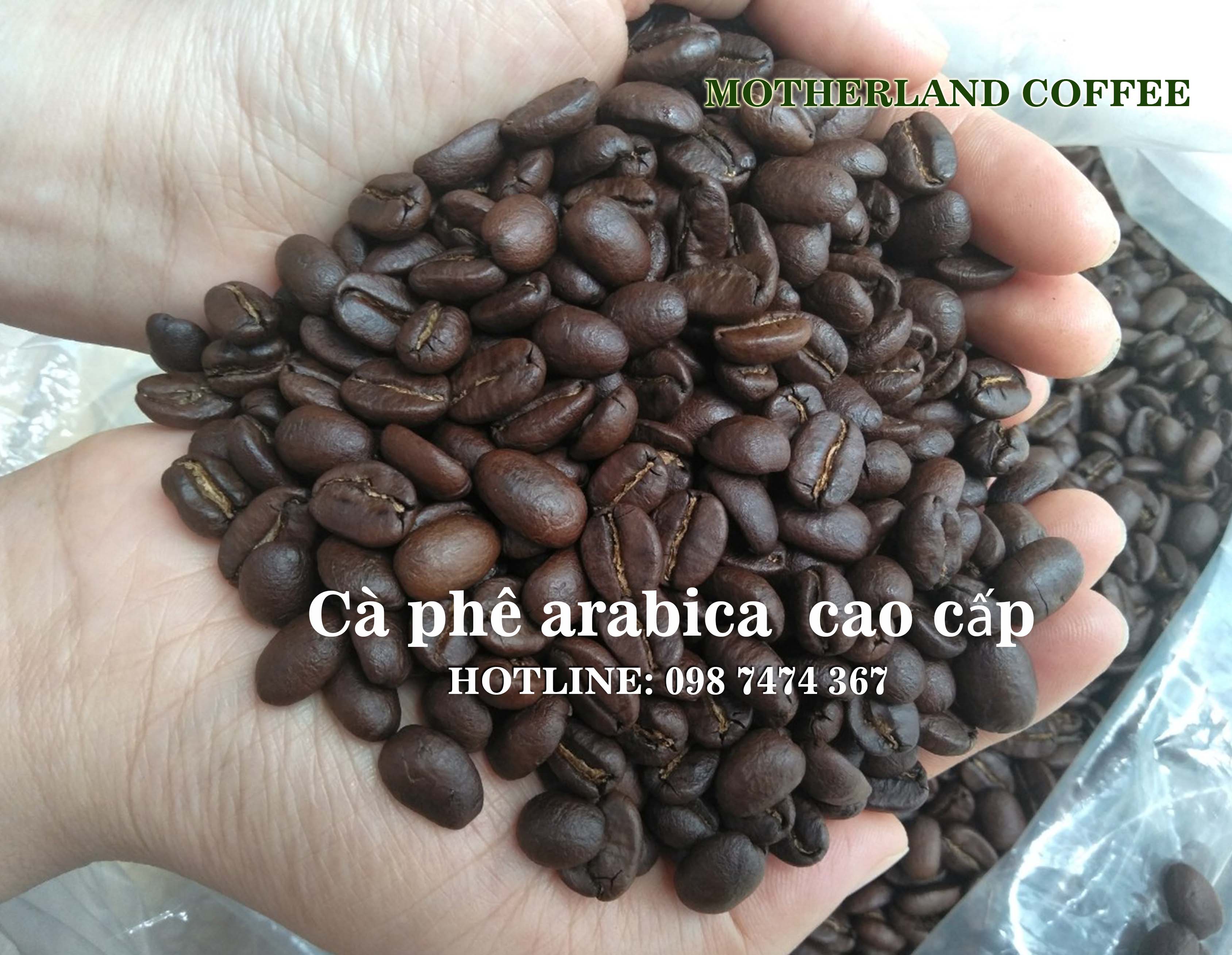 cà phê nhân robusta arabica cầu đất chế biến ướt giá sỉ