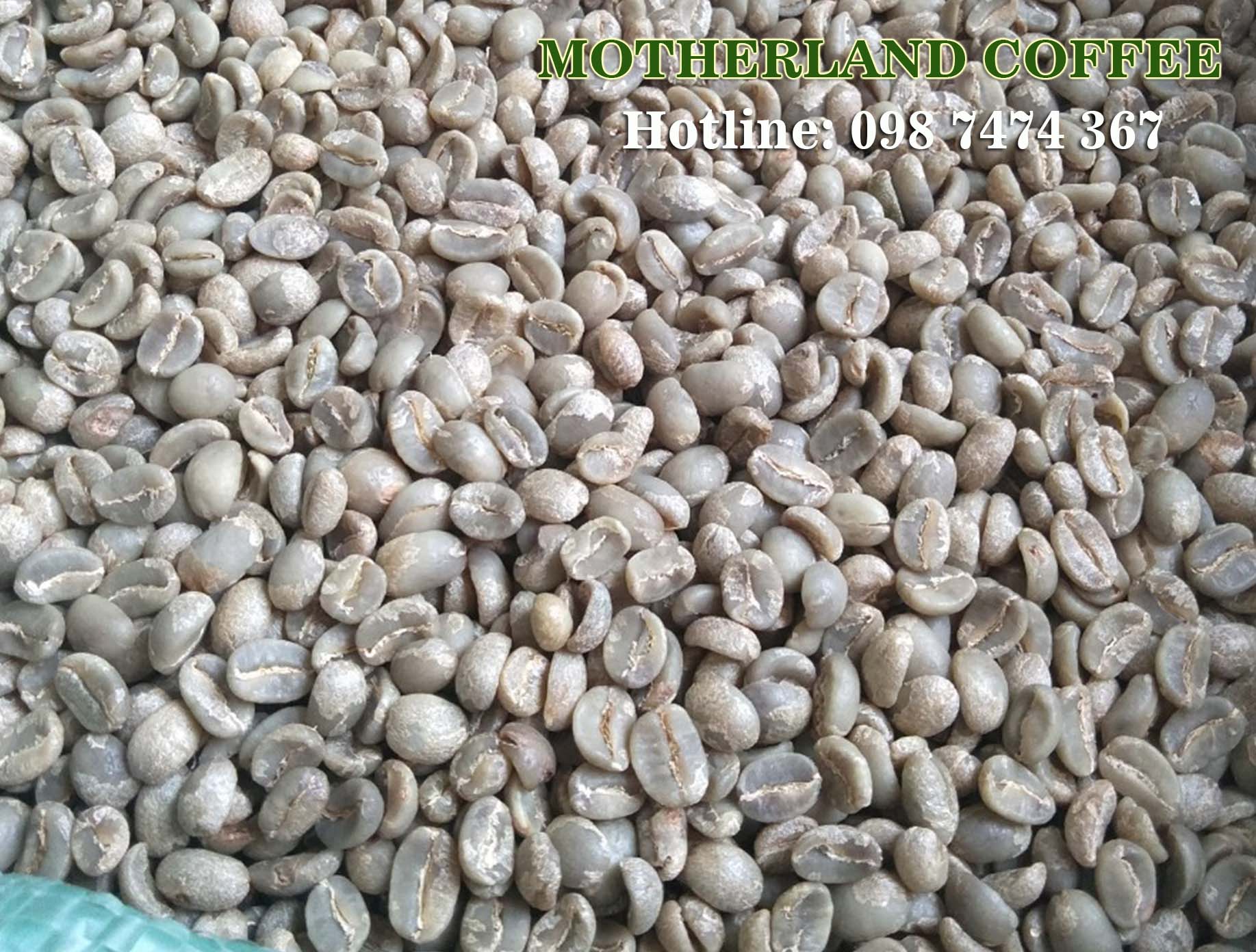 cà phê nhân robusta arabica cầu đất chế biến ướt giá sỉ