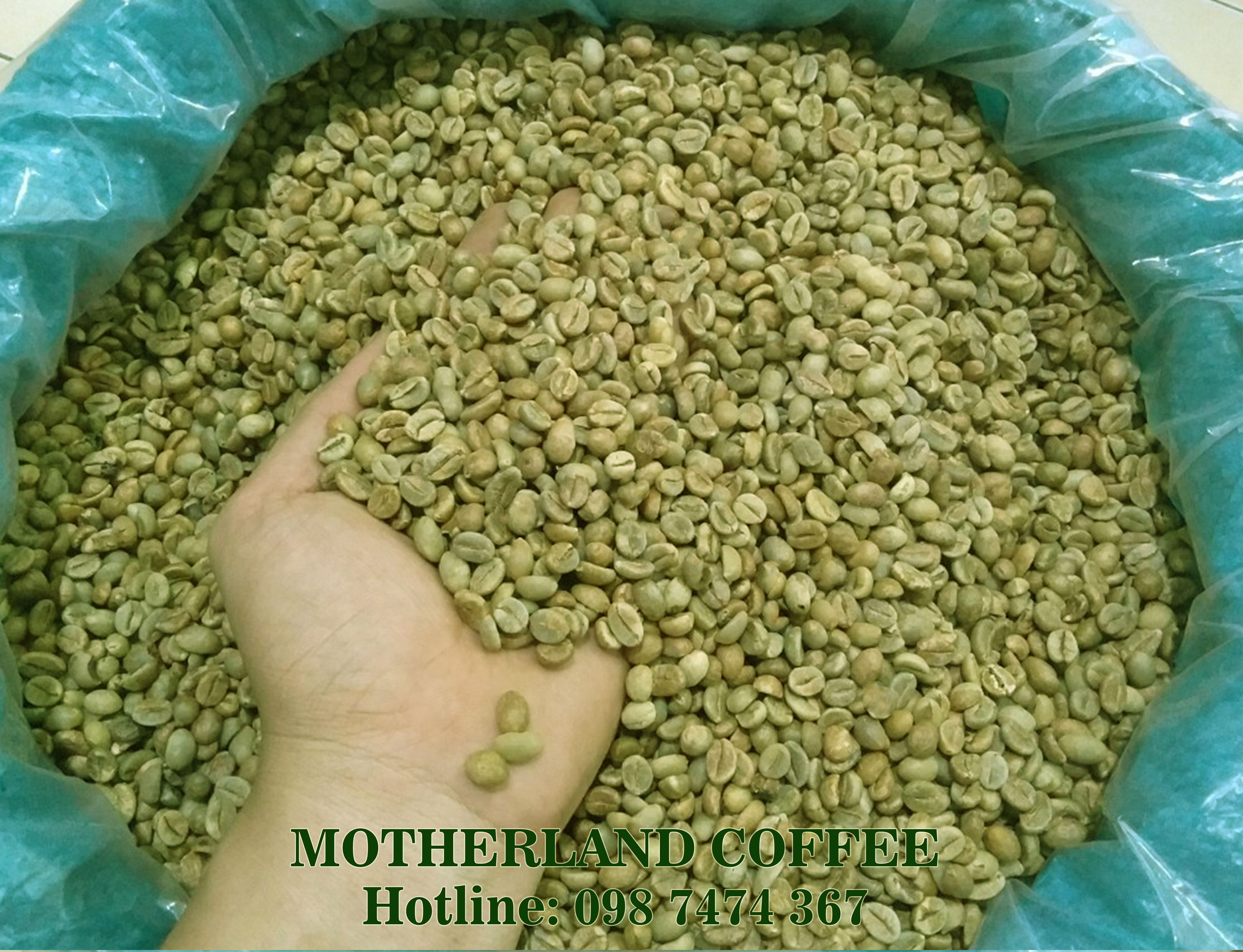 cung cấp cà phê nhân xanh culi robusta arabica hạt đẹp sàn 16, 18