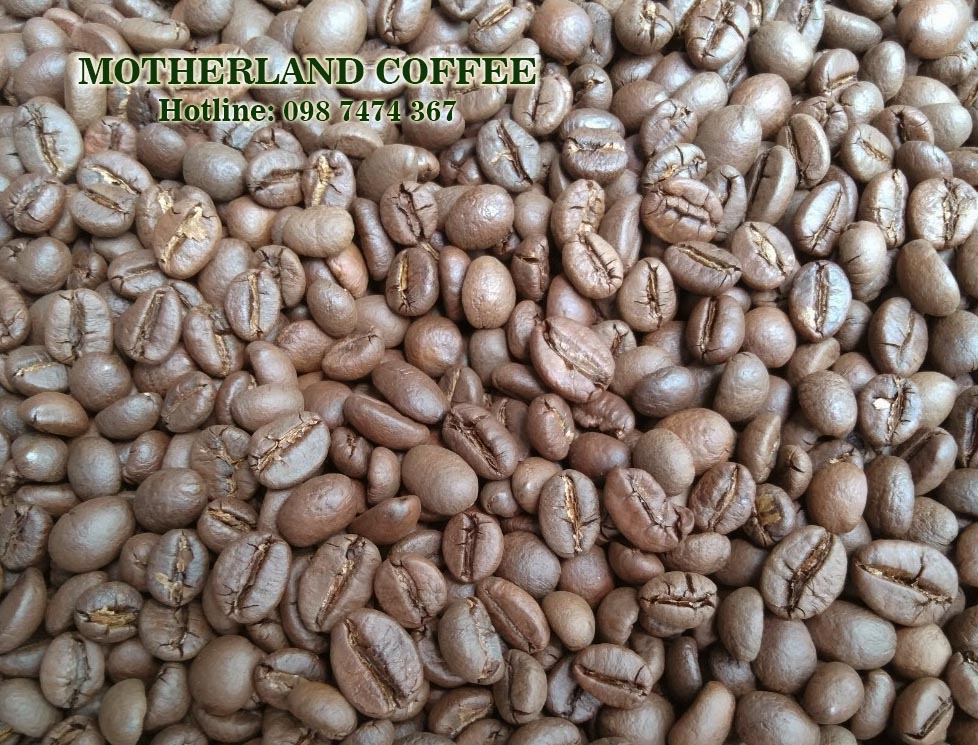cà phê robusta natural motherland hạt đẹp sàn 16 giá sỉ lẻ