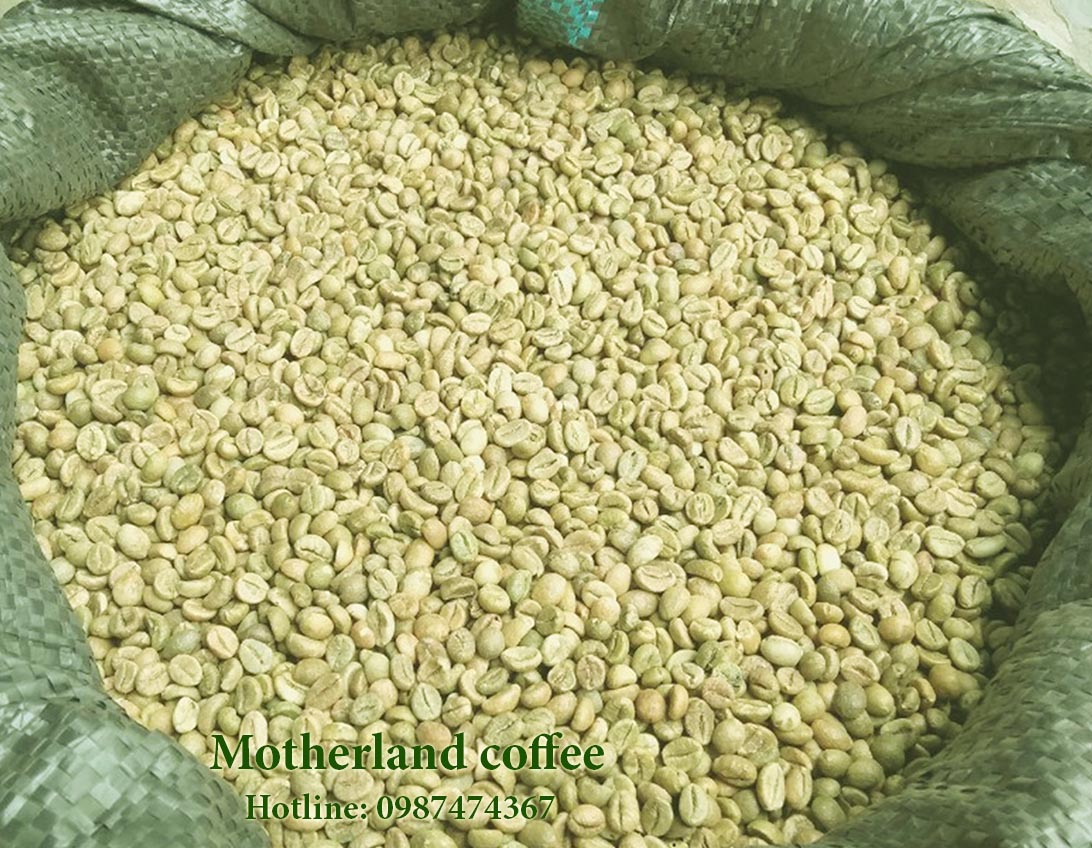 cung cấp cà phê nhân robusta buôn ma thuột đắk lak hạt đẹp sàn 18 sàn 16