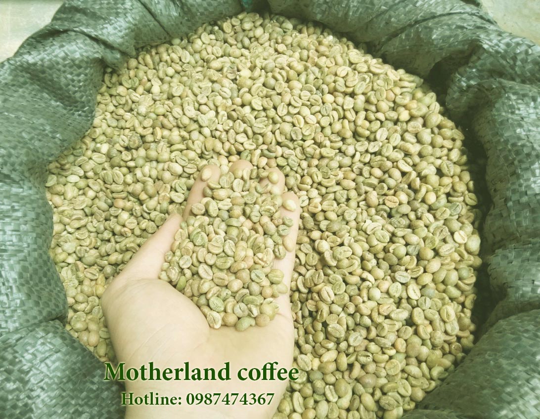 cung cấp cà phê nhân robusta buôn ma thuột đắk lak hạt đẹp sàn 18