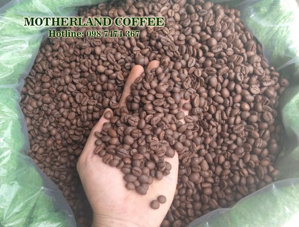 cung cấp cà phê nhân robusta buôn ma thuột đắk lak hạt đẹp sàn 18 sàn 16 rang mộc