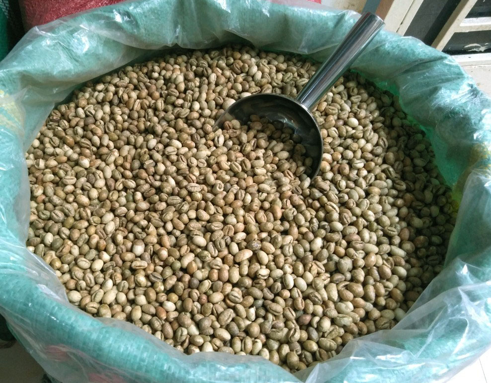 cung cấp cà phê nhân xanh culi robusta arabica hạt đẹp sàn 16, 18
