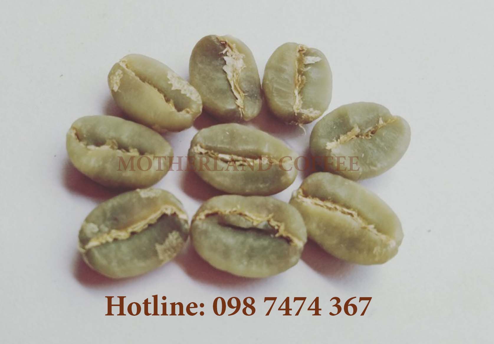 dịch vụ rang xay gia công cafe và cung cấp cà phê nhân giá sỉ - cà phê arabica