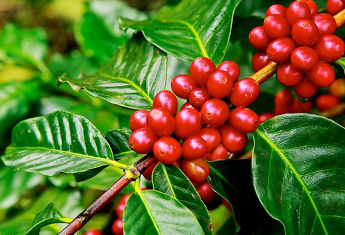 cà phê robusta chế biến ướt chọn những trái chín trên cây