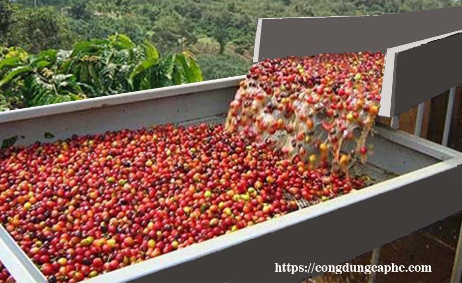 hạt cà phê robusta chế biến ướt