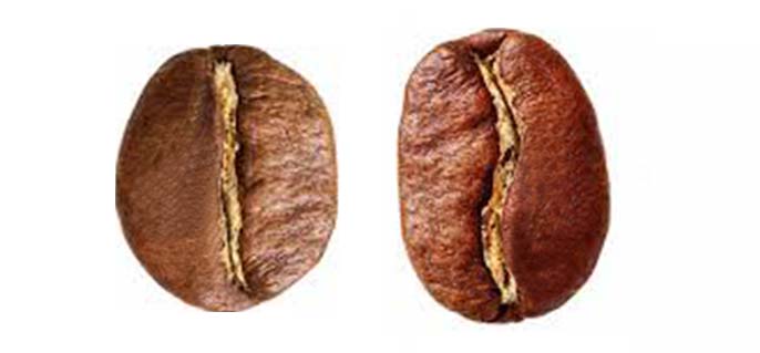 so sánh hình ảnh hạt cà phê arabica và cà phê robusta