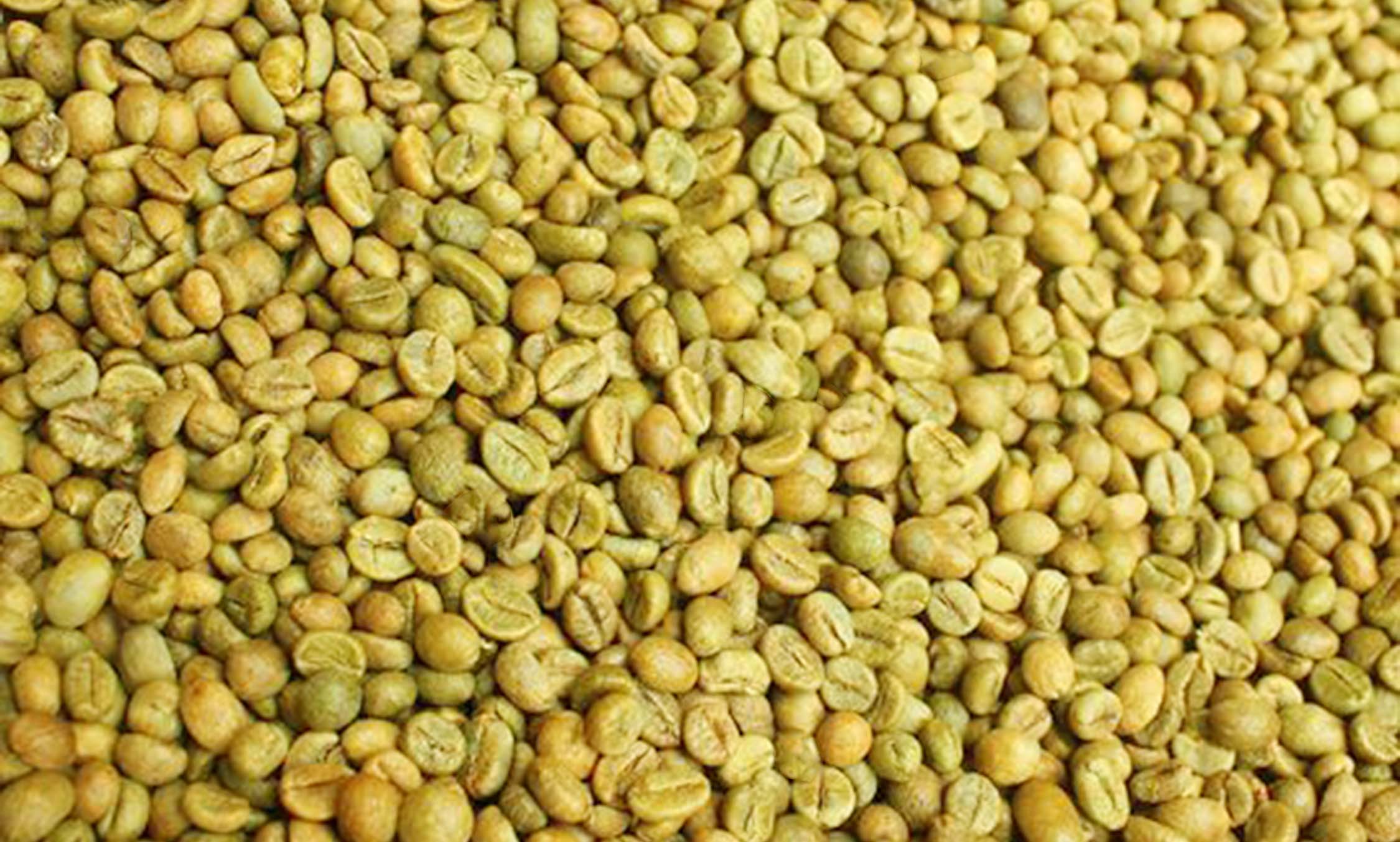 nhận rang cà phê gia công giá rẻ tại tphcm - Motherland coffee