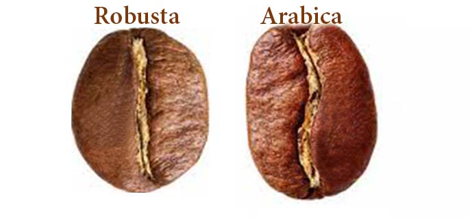 so sánh hạt cà phê arabica và robusta