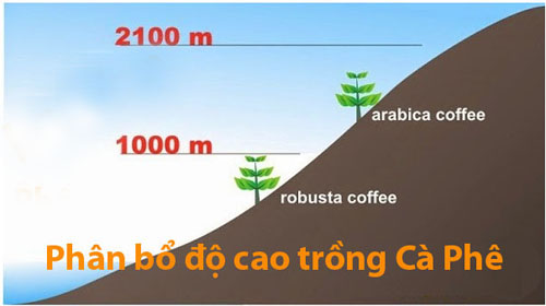 sự khác biệt cơ bản giữa arabica và robusta