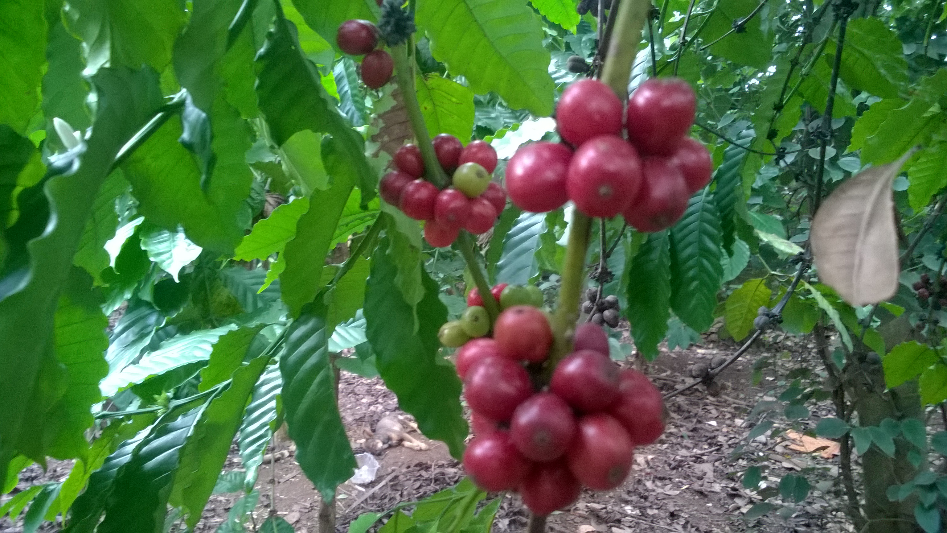cây cà phê robusta