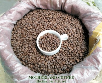 CÀ PHÊ ROBUSTA HONEY RANG MỘC SÀN 18 - MOTHERLAND COFFEE