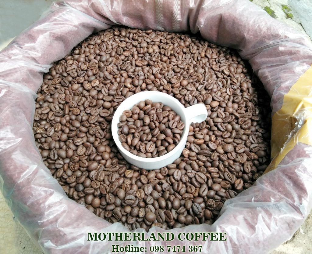 c-ph-robusta-honey-rang-m-c-s-n-18-motherland-coffee